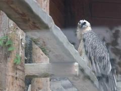 101PARC AUX OISEAUX DANS L AIN 2016 1_000055